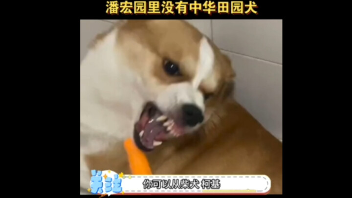 Authentically selected ancestral Chinese rural dogs