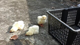 Anak Ayam Berjemur di Bawah Sinar Matahari Sampai Berbaring...