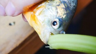 Feed the piranha with rat and vegetables- Guess what it will eat