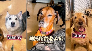 狗托所的老人们🥹