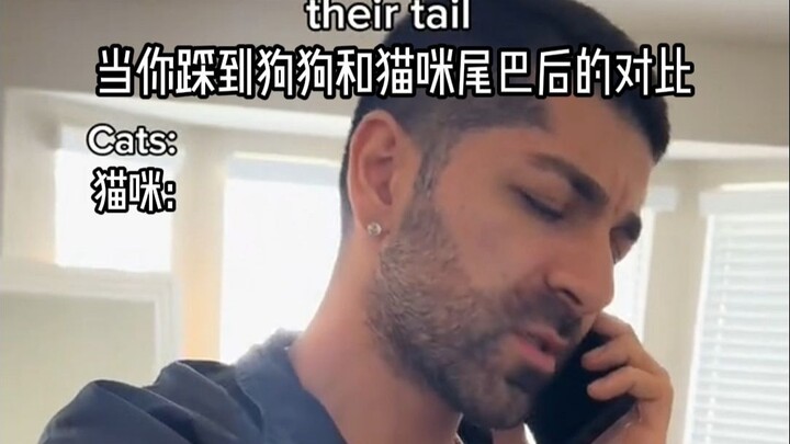 เมื่อคุณเผลอเหยียบหางสุนัขและแมว: