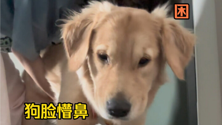 Kelas pagi-pagi sekali, sampai anjing pun terlihat ceroboh! Ngakak banget～ Lucu banget ya!