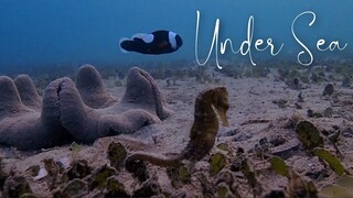 Black Clownfish Protect his family from seahorses | Under Sea Diving