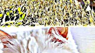 Cat vs Dog _ battle #shorts