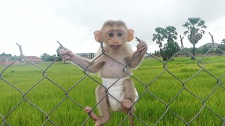 Baby monkey Maki feeling freshness and happily mom let him to climb and play on the fence