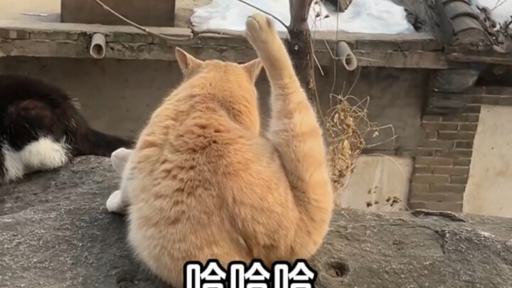 Một ngôi làng nhỏ tràn ngập tình yêu – Làng Mèo