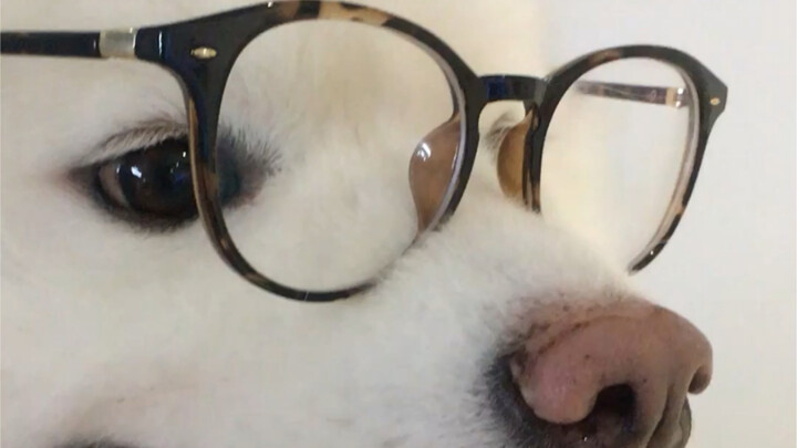 Suka Samoyed yang pakai kacamata!