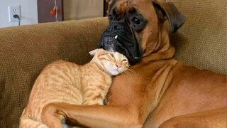 CATS AND DOGS Awesome Friendship - Funny Animal Videos 2023 😅