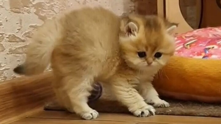 A little kitten still bluffing with its legs shaking from fear~