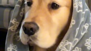 Anjing Penenang: Apakah sebaiknya aku hibernasi