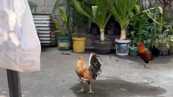 Tupada lines, 2nd fight win