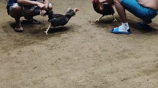 4 cock big event derby @bogo arena prep6