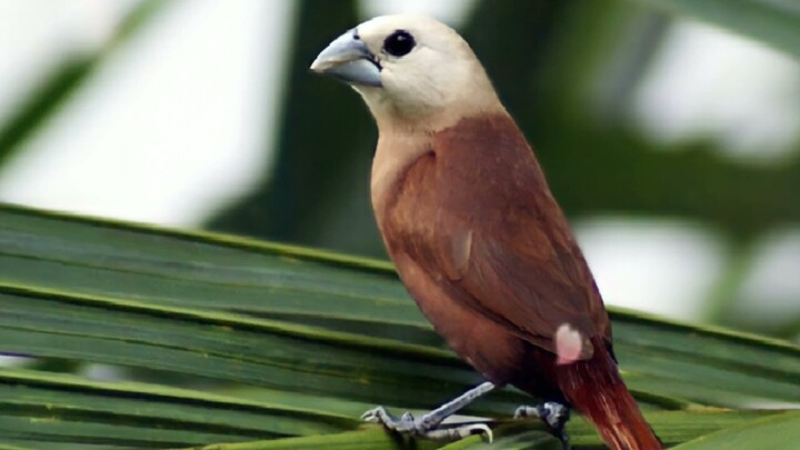 PANCINGAN EMPRIT KAJI DENGAN SUARA AIR MENGALIR
