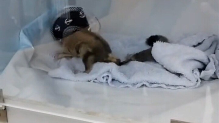 #วันนี้ในอดีต ก่อนผ่าตัดโคนหางทุกวันนี้น้องยังปลอดภัยและร่าเริงดีครับ #ชูการ์ไกรเดอร์