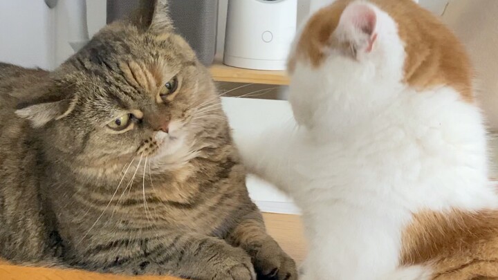 How can there be a cat that’s both so timid and so cheeky!!!