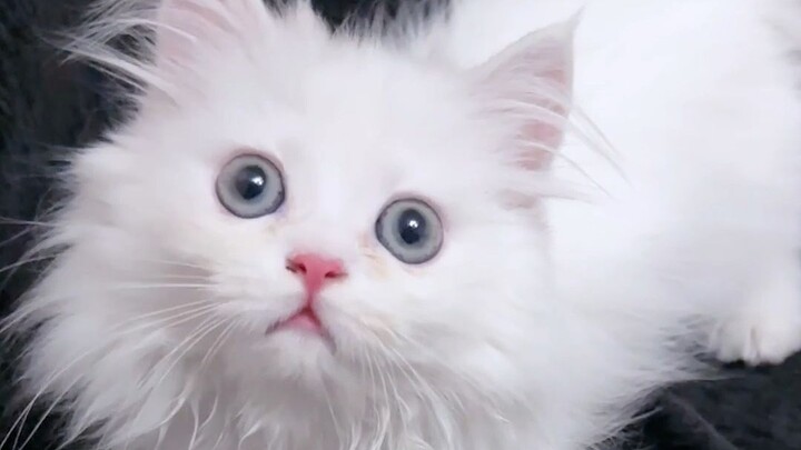 Ada waktu nggak? Bisa bantuin kasih nama buat kucingku nggak?