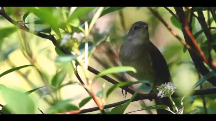 A bird singing during the day