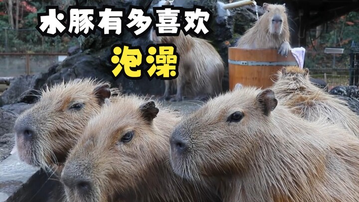 How Much Do Capybaras Love Taking Baths?