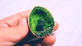 [Miniature Scene] Planting a Tree inside the Walnut