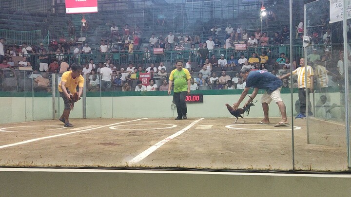 Primo (Meron side) 2nd fight win Mabuhay Cockpit 3 cock derby April 26, 2024