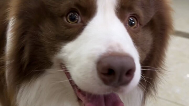 When you say a puppy is handsome, this is its reaction!