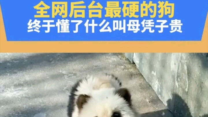 อย่าไปยุ่งกับสุนัขในสวนสัตว์เด็ดขาด… “บ้าไปแล้ว” หมาตัวนี้กลายเป็นปีศาจไปแล้ว “ละครโอลิมปิกนี่มีลุ้น
