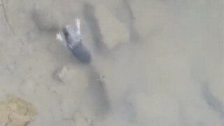 ⚡️Udang tikus murni⚡️