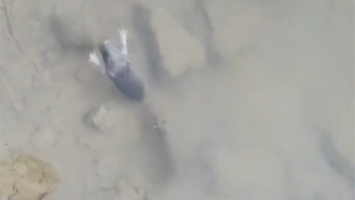 ⚡️جمبري فاتح الصدر الخالص⚡️