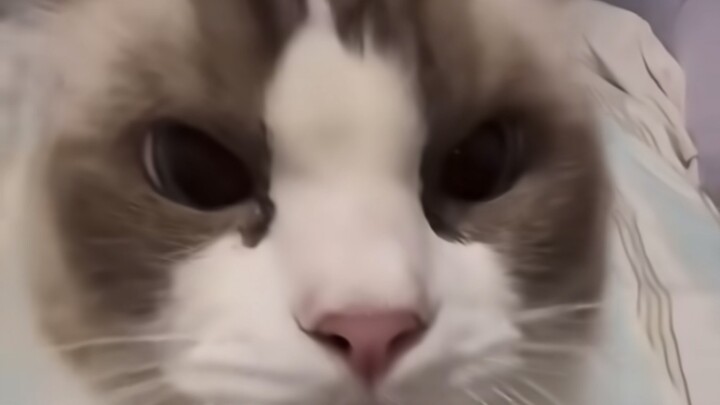 A Chinese kitten that’s recently gone viral on overseas social media has been nicknamed “Mr. Boom” b