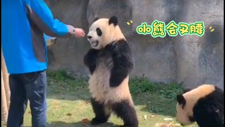 ซือเป่า: “หมีน้อยก็ยืนเท้าเอวได้!” ฮวาฮวา: “อย่าเชื่อข่าวลือ อย่าแชร์ข่าวลือ!”