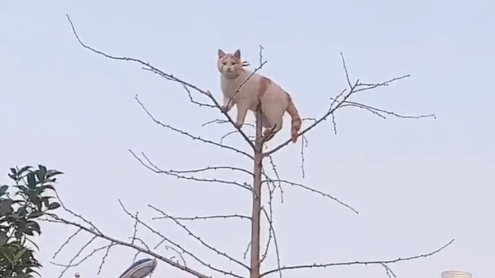 “Kucing: Di zaman sekarang… siapa yang nggak punya keahlian khusus?”