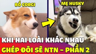 Nếu 'GHÉP ĐÔI' hai giống chó khác nhau thì 'HẬU DUỆ' của chúng sẽ như thế nào | Phần 2 😅 Gâu Đần