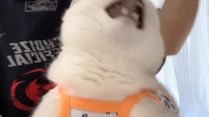 ฟินเออร์หัวร้องเพลงจนตัวเองร้องไปก็ล้มสลบไปเลย ลูกชายคนนี้ร่างกายอ่อนแอจริงๆ แค่ร้องสองทีก็ไม่ไหวแล้