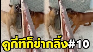 สองหมานักเลงทั้งคู่ ฮา ขำ หัวเราะหนักมาก (ดูกี่ทีก็ขำกลิ้ง EP10)