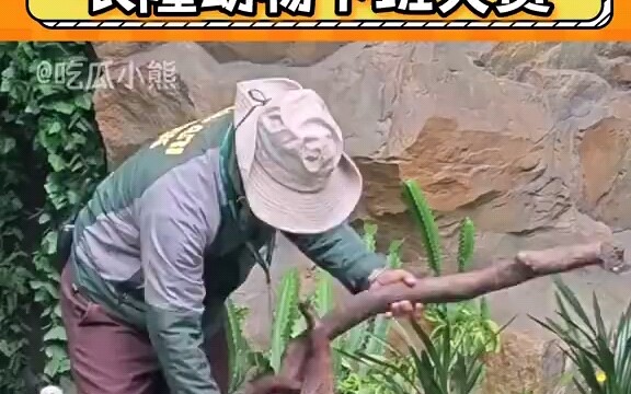 The After-Work Showdown of the Cuties at Chimelong Zoo!