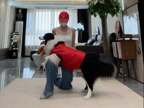 [Border Collie Senti] telah diperbarui, datang dan lihatlah!