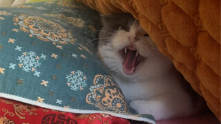 Yuanyuan likes to play hide-and-seek with her mother in the quilt