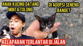 Anak Kucing Terlantar Minta Tolong Untuk Di Adopsi Datang Sendiri Ke Cats Lovers Tv