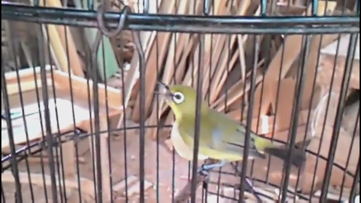 Kumpulan Terbaik! Kicau Burung Pleci Istimewa | Kompilasi 2