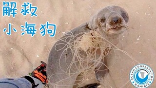 Menyelamatkan anak anjing laut yang terjebak oleh berbagai sampah manusia di pantai Namibia