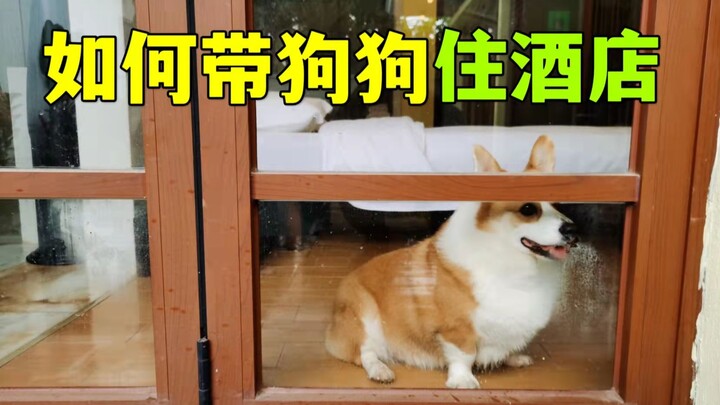 【超全攻略】教你带狗狗住酒店！内附宠物友好酒店清单