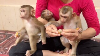 Both Lovely Baby Lion & Sono Very Delicious Eating Fresh Logan Fruits While Tiny Liheang Sleep Hug