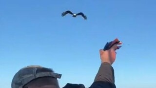 [Raptor] Bro feeding a bald eagle! So impressive!