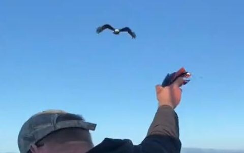 [Raptor] Bro feeding a bald eagle! So impressive!