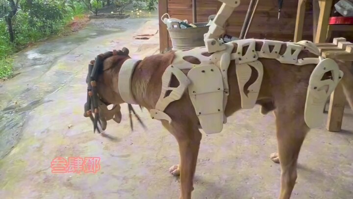 Chiến binh đẫm máu kèm bao cánh tay