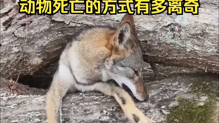 การพิสูจน์สาเหตุการตายอย่างประหลาดของสัตว์ 94