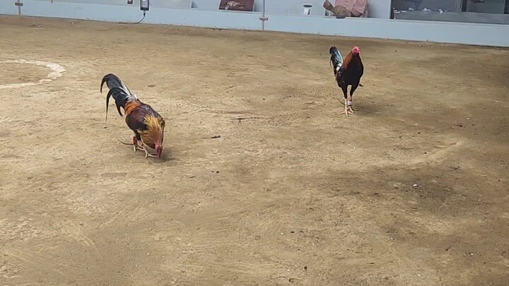 lateborn last fight win