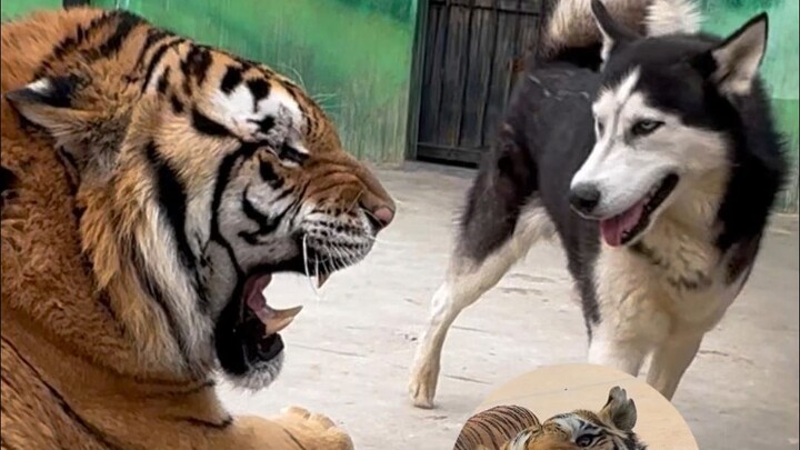 أكثر كلاب الهاسكي عدوانية على الإنترنت! لا أحد