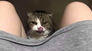 Funny Cats Reaction - Try Not To Laugh Animals | Pets Kingdom