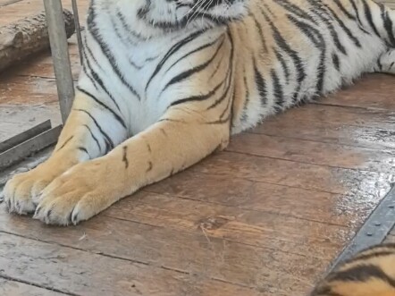 Harimau Siberia, Duo Duo, si harimau keras kepala muncul. Sudah dua hari tidak makan, tapi tetap saj